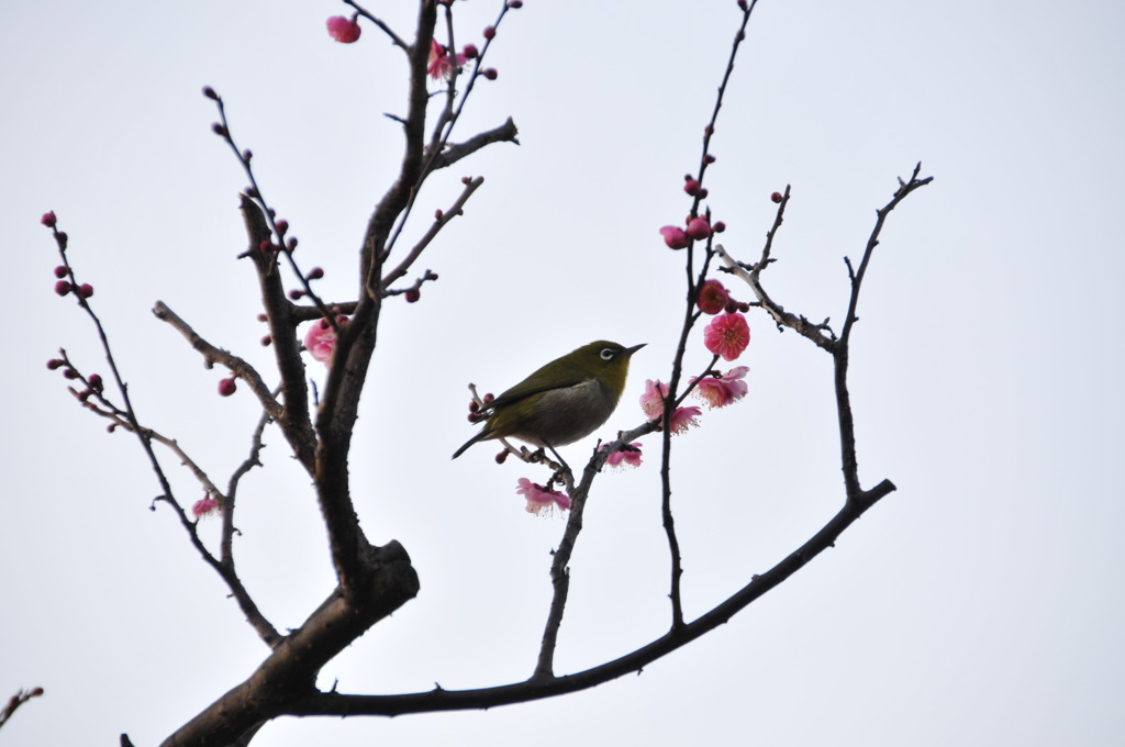 ウメジロウ