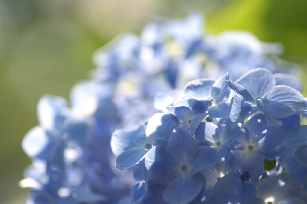 日なたの花