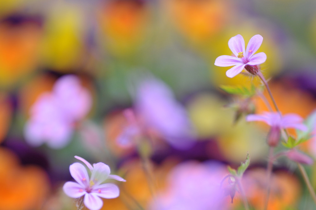 プランターの花畑