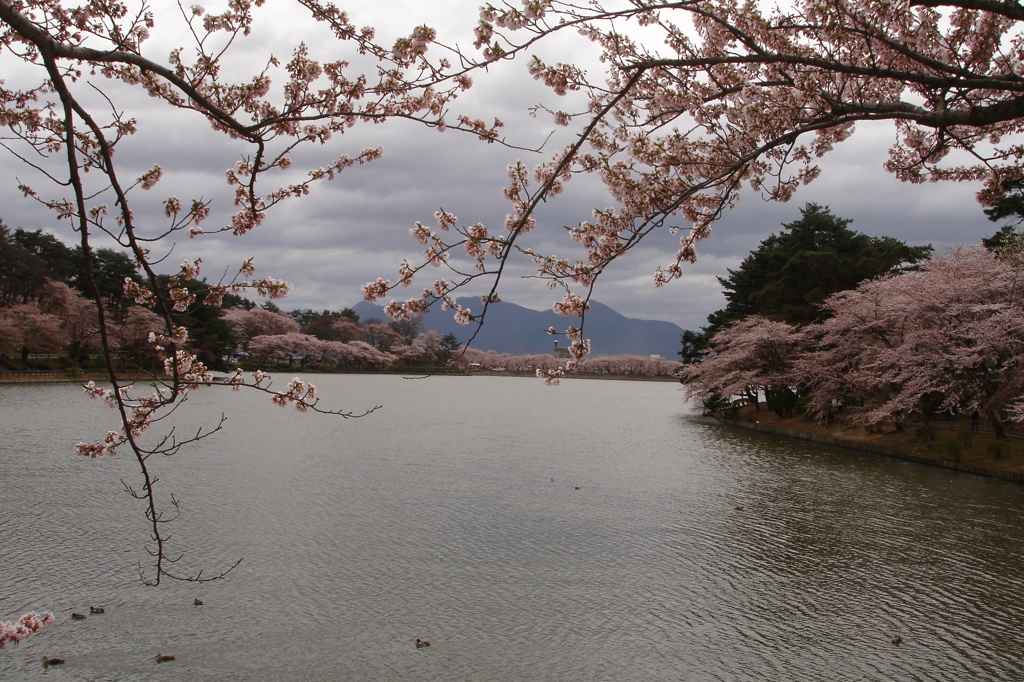 sakura lake