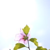 透過