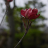 小雨の朝