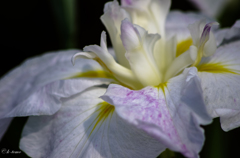 水元公園の菖蒲