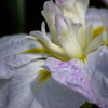 水元公園の菖蒲