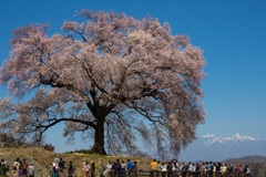 ワニ塚の桜の木の下で