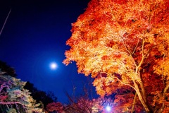 月夜の紅葉