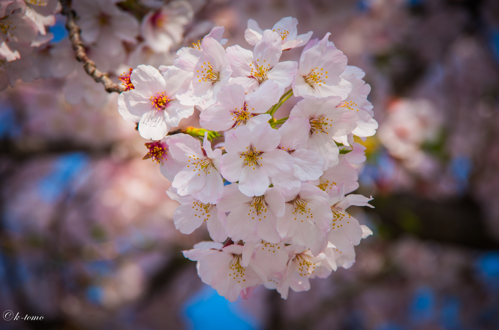 白桜