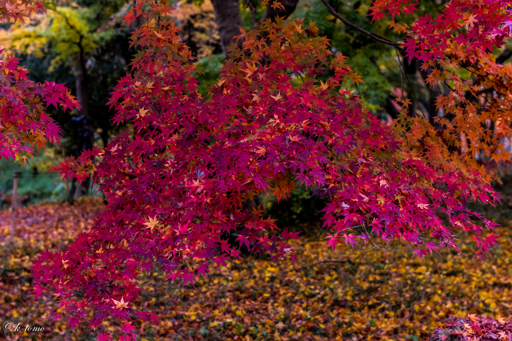 紅葉の彩２