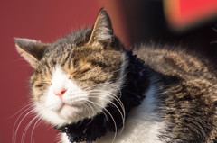 続猫at銀座４丁目st〜自慢の髭^^