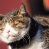 続猫at銀座４丁目st〜自慢の髭^^