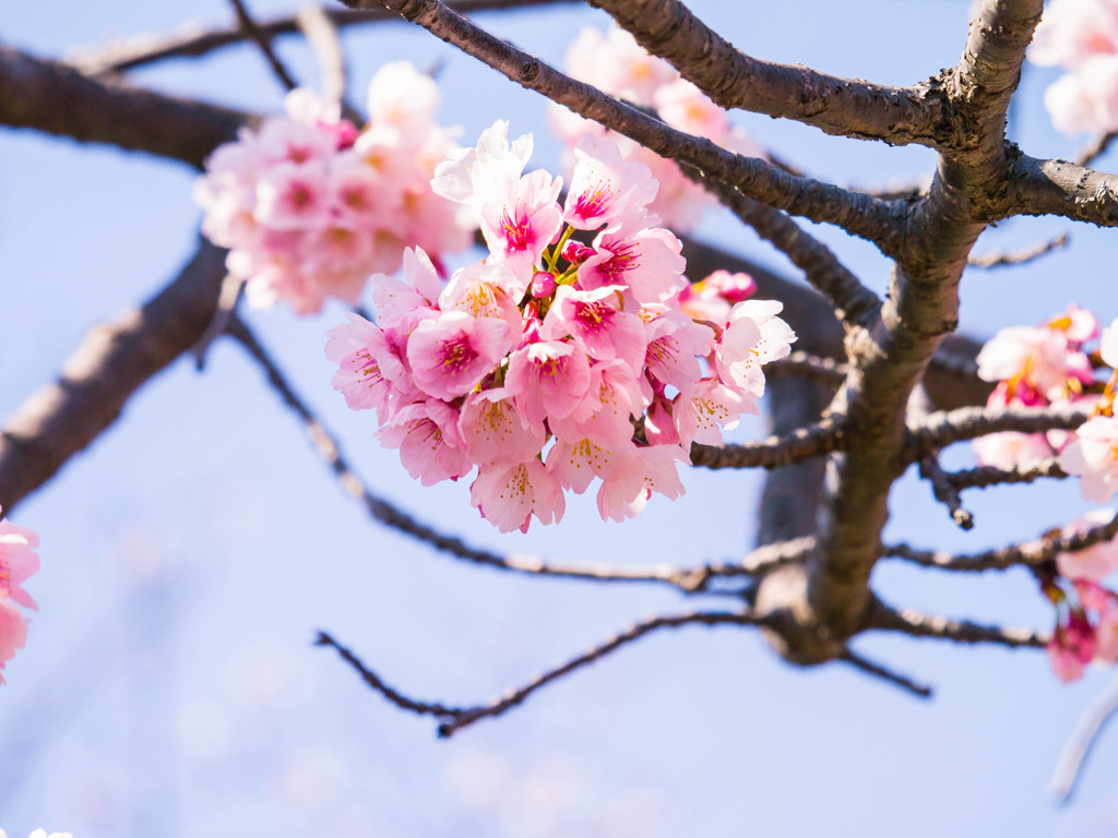 桜の季節到来①