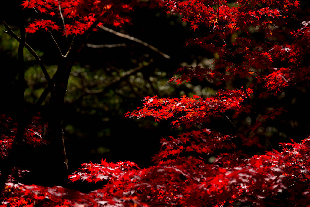 昇仙峡の紅葉③