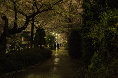 2014sakura13_to上野