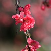 春