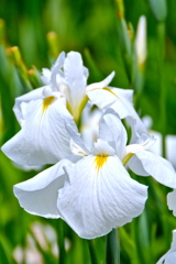 菖蒲２