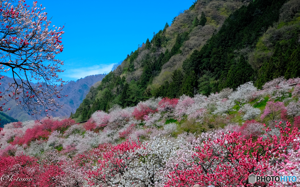 花桃の里２