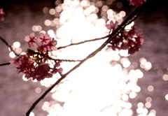 河津桜2013-3