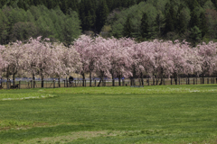 250427_八重枝垂れ桜