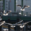 水鳥羽ねる