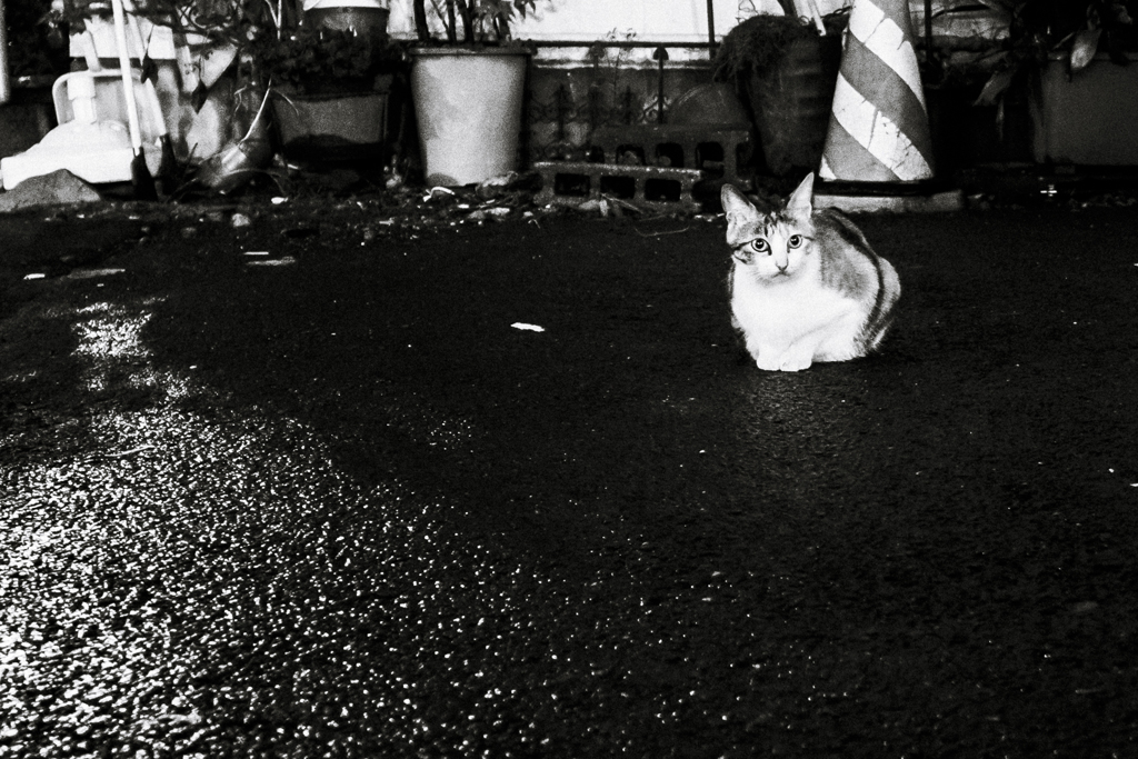 思案橋の路地にて_猫