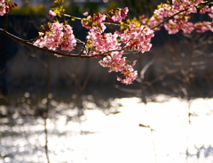 河津桜６