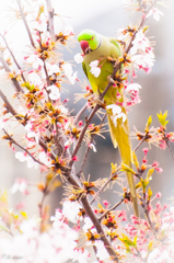近所の桜と鳥②