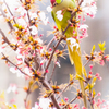 近所の桜と鳥②