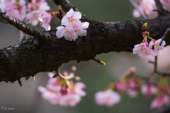 木桜