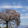 桜の樹の下で＃1