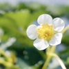 いちごの花