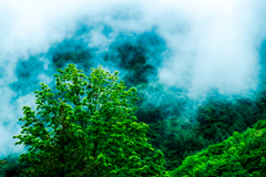 梅雨の里山