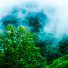 梅雨の里山