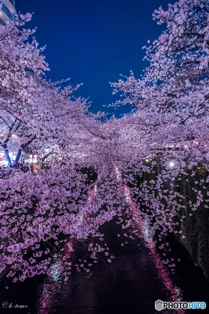 目黒川の夜桜＿３