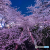 目黒川の夜桜＿３