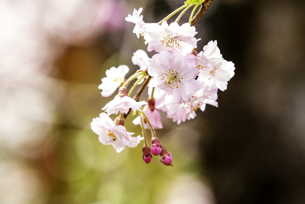 桜の花びら