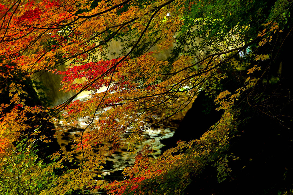 紅葉⑧