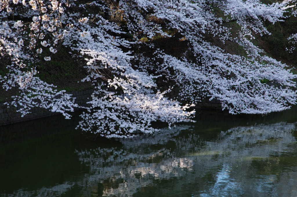 2014sakura17