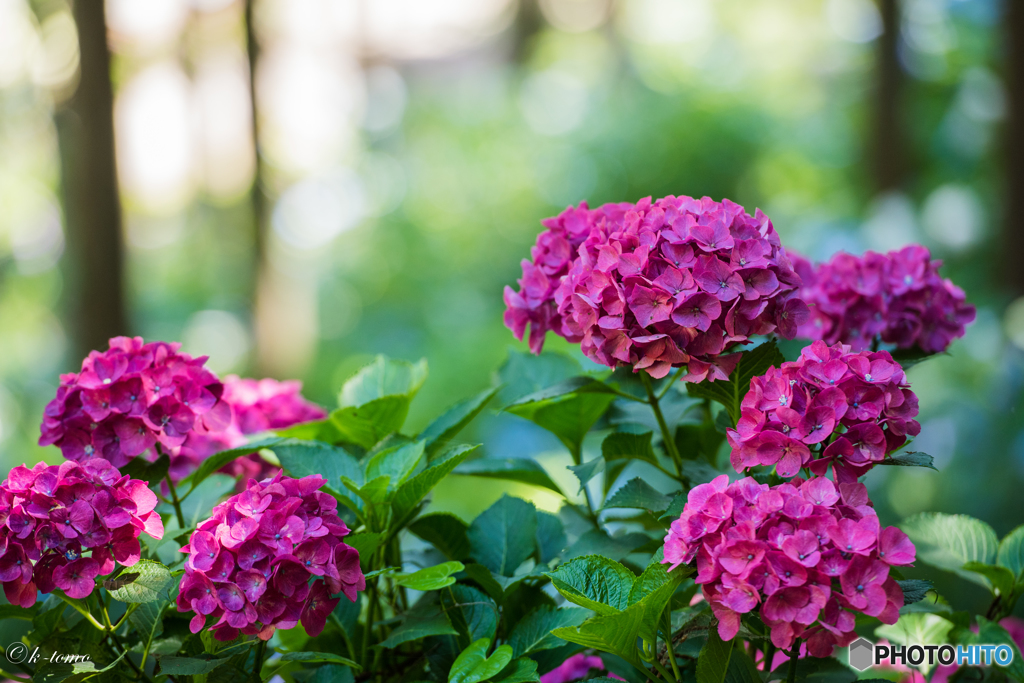 金泉寺の紫陽花