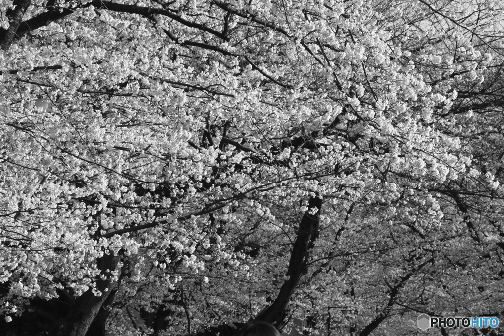 2018_桜３