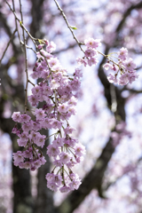 250427_八重枝垂れ桜
