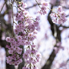 250427_八重枝垂れ桜