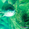 泳ぎ上手