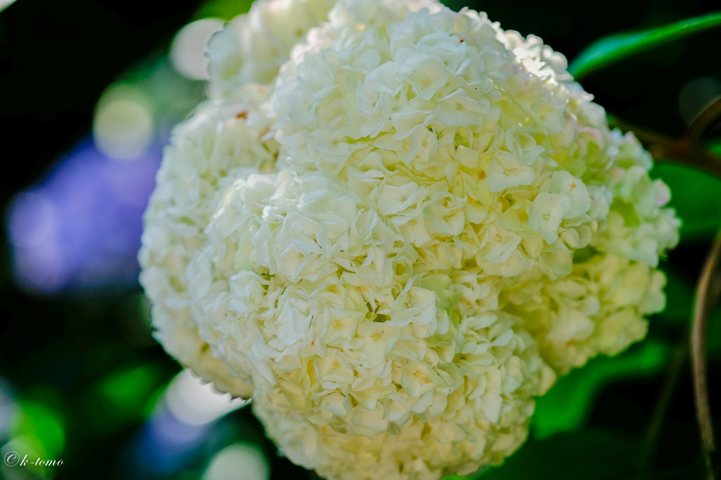 鎌倉の紫陽花５