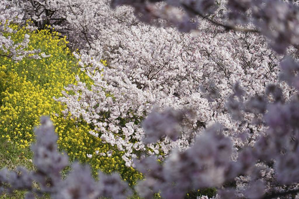 春めき桜３