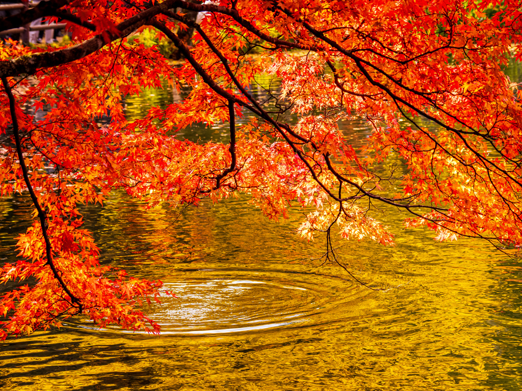 雲場池の紅葉