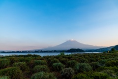 夏色の富士山