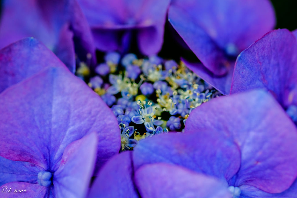 鎌倉の紫陽花
