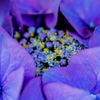 鎌倉の紫陽花