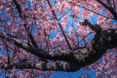 桜と鳥と青空と