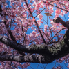 桜と鳥と青空と